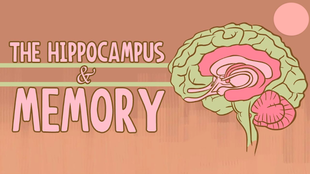 What Happens When You Remove the Hippocampus