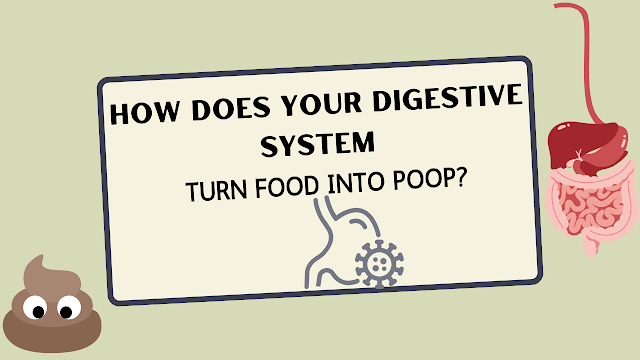 How Does Your Digestive System Turn Food into Poop?